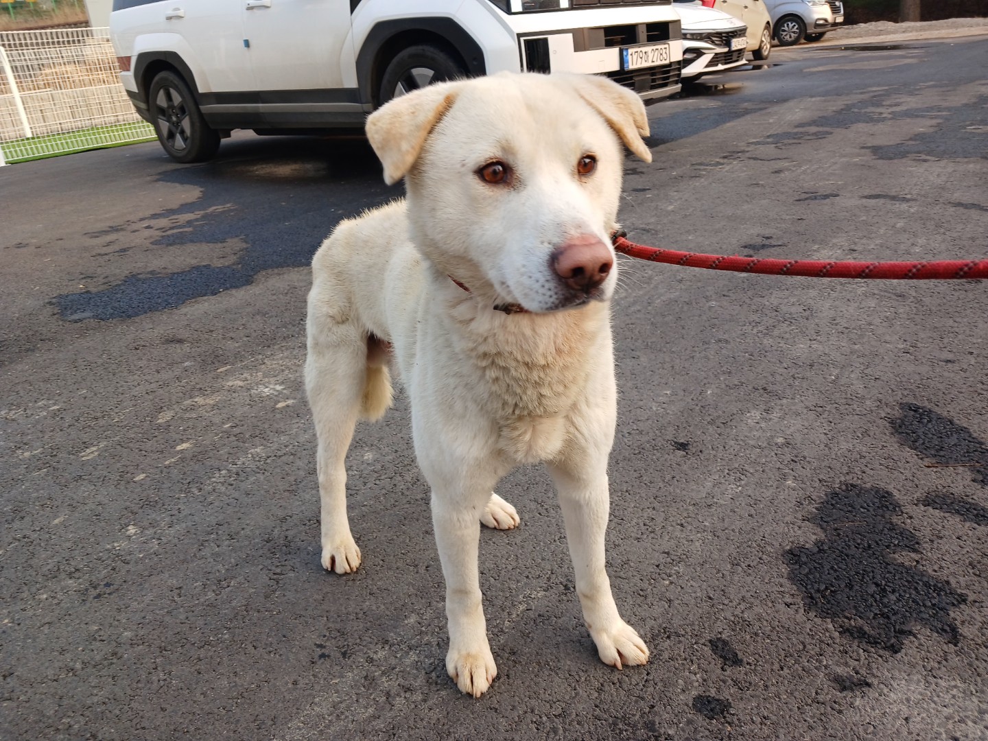 안락사를 앞둔 어린 강아지 입양 홍보