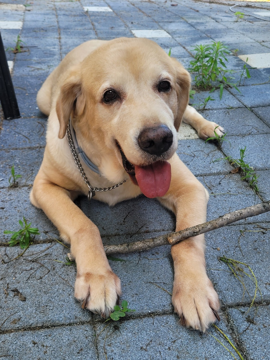 저희 멍뭉이에요~