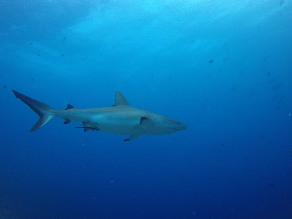Post image 13