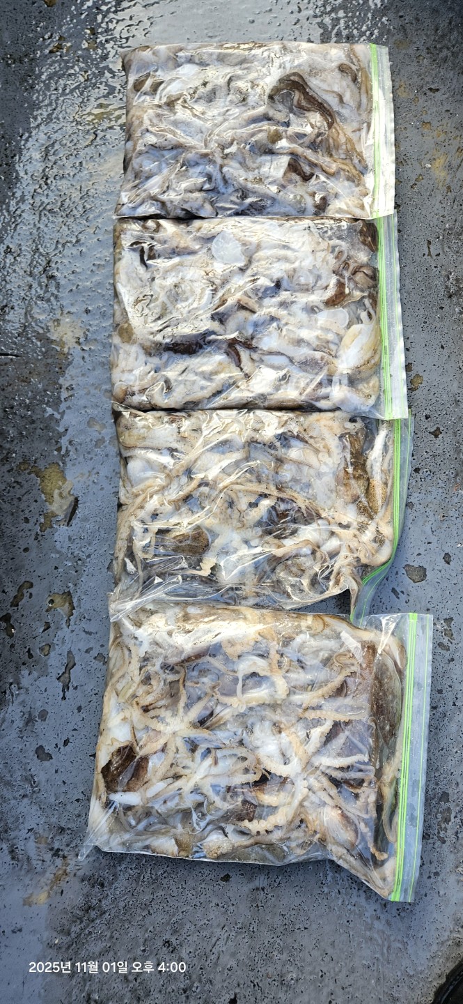 여수 문어 쭈꾸미 조황~~~