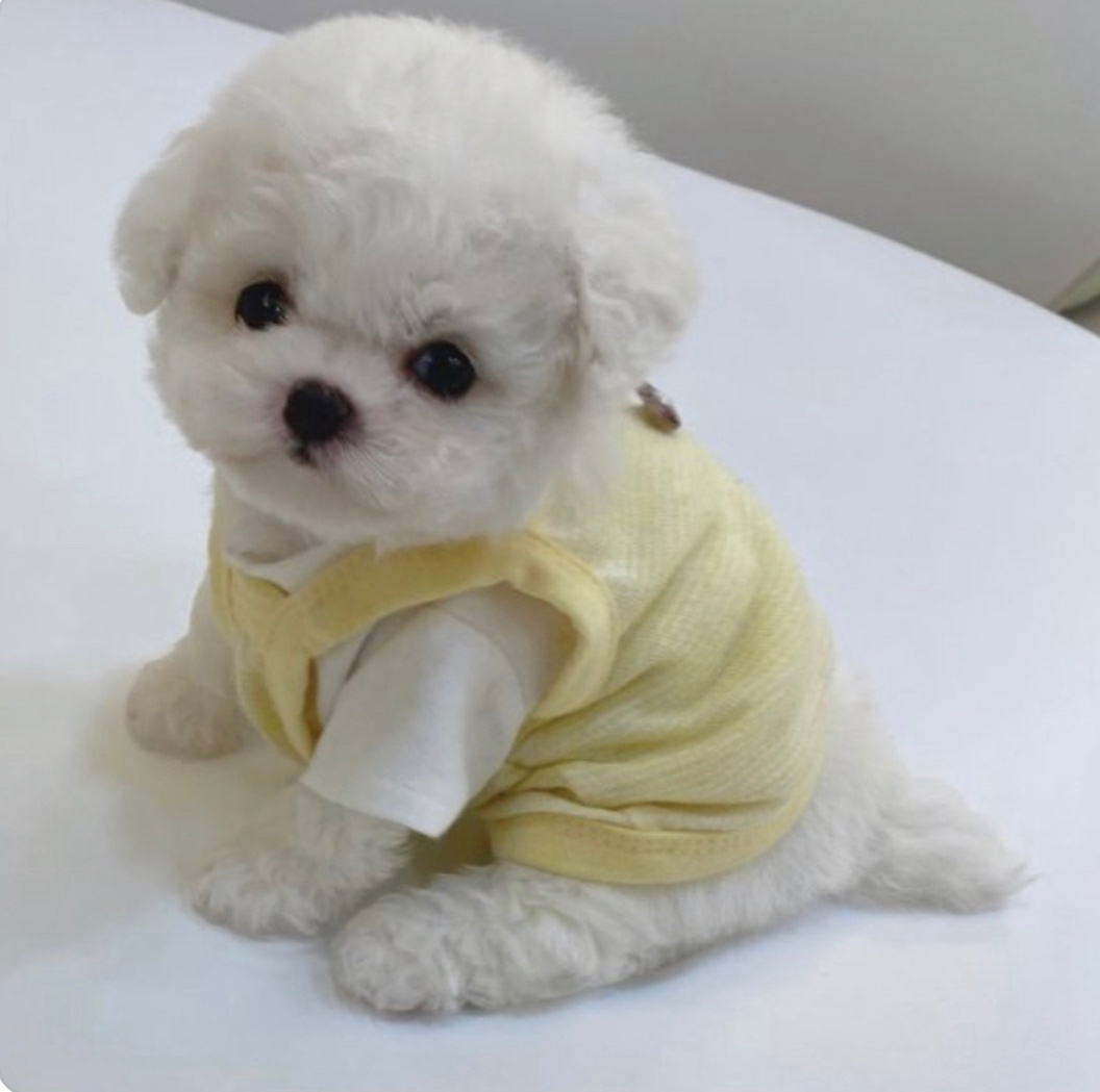 우리 흰둥이 애기때예요!