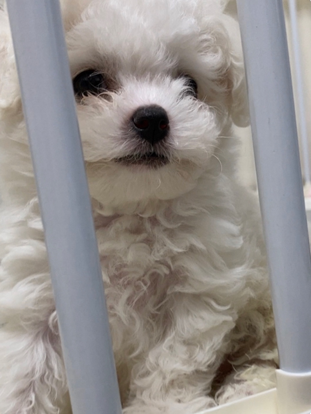 우리 흰둥이 애기때예요!