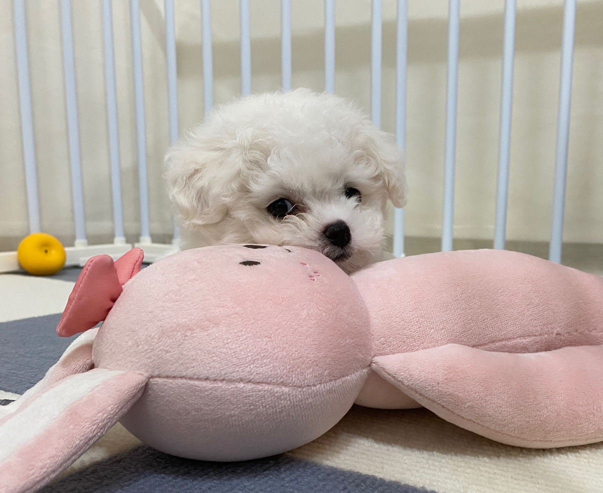우리 흰둥이 애기때예요!