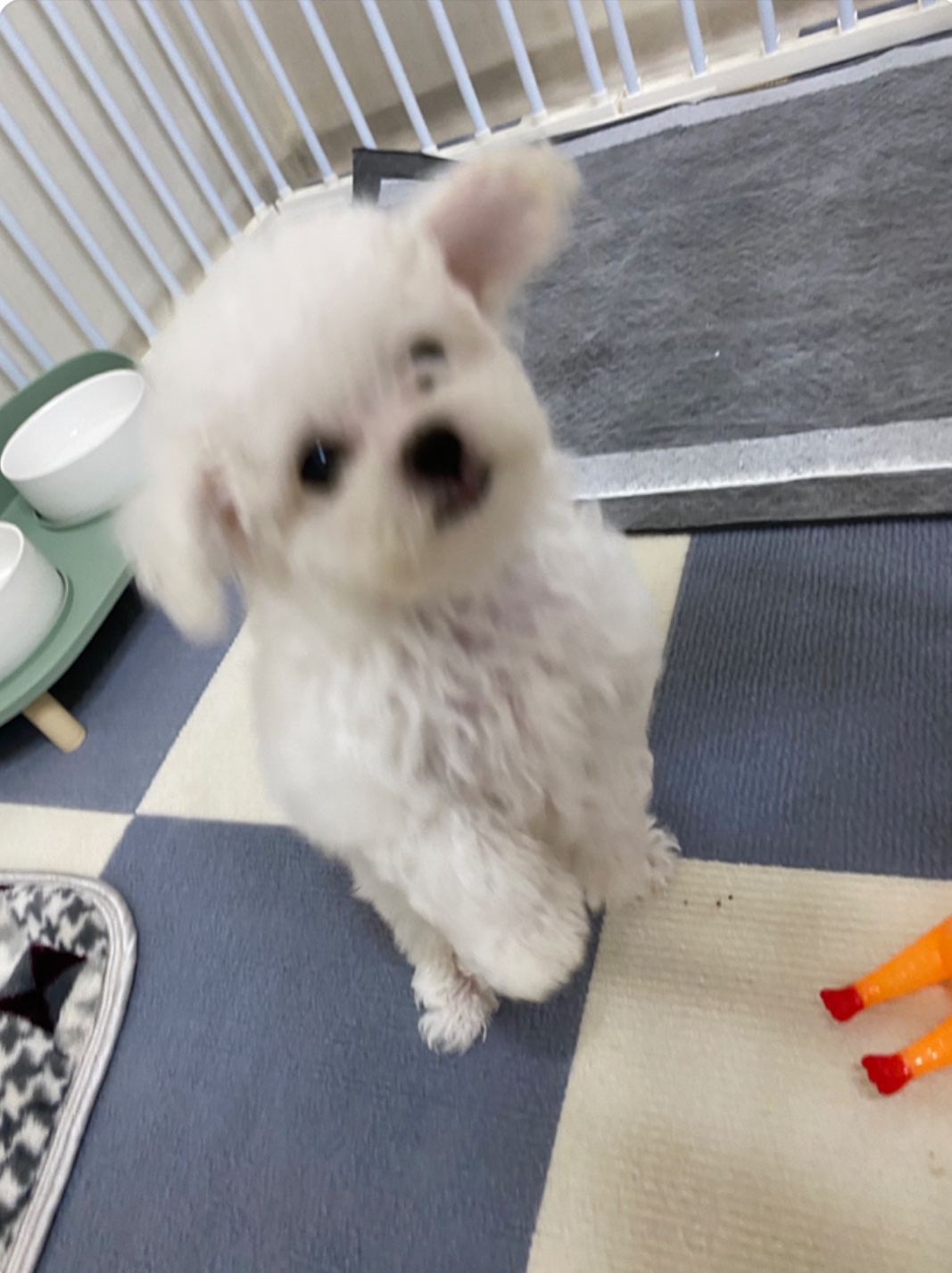 우리 흰둥이 애기때예요!