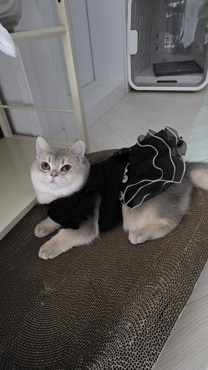 이름은 상어예요~