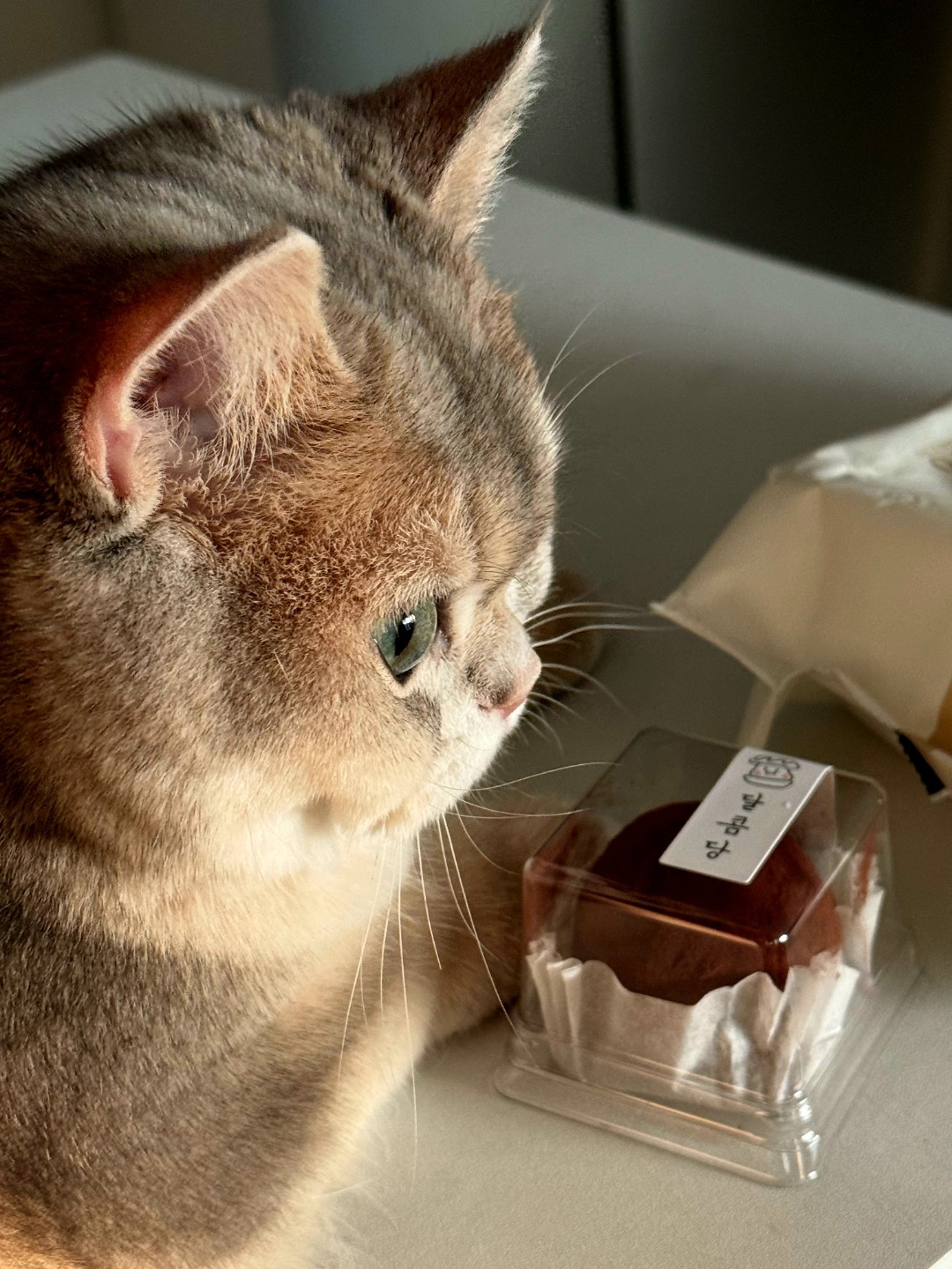 이름은 상어예요~