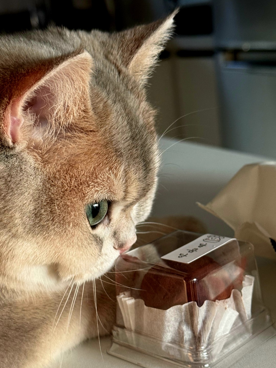 이름은 상어예요~