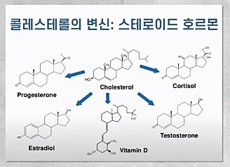 저탄고지와 콜레스테롤 수치, 비타민D의 관계