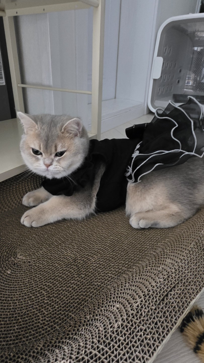 이름은 상어예요~