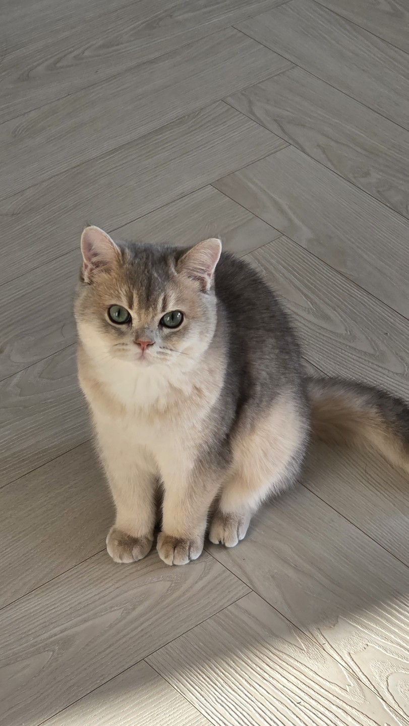 이름은 상어예요~