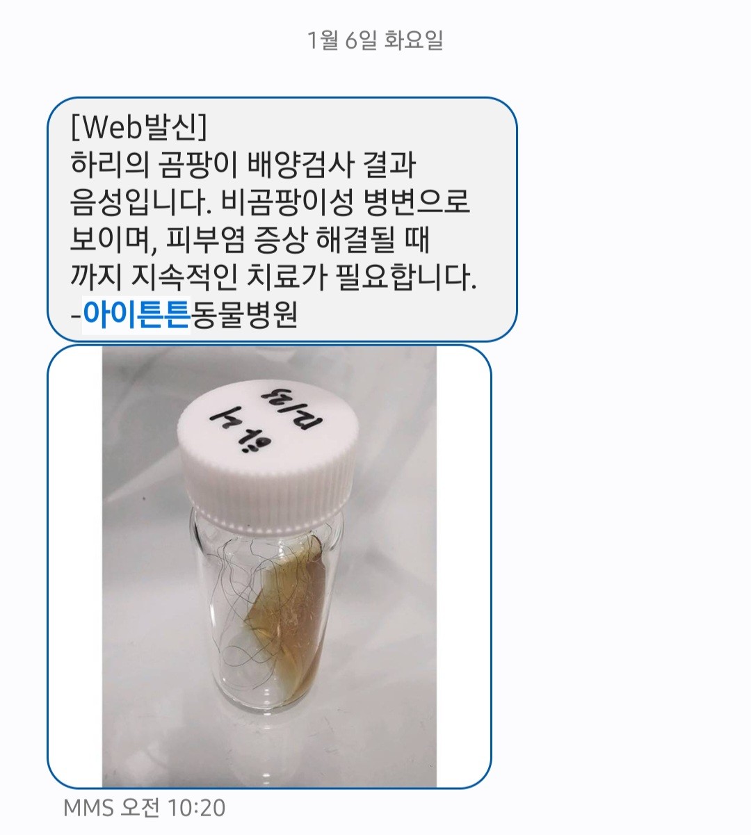 길음역 아이튼튼동물병원 후기