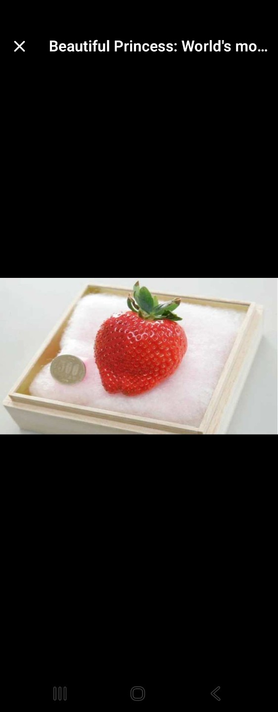 킹스베리, 비진히메를 키워 보고시퍼요.