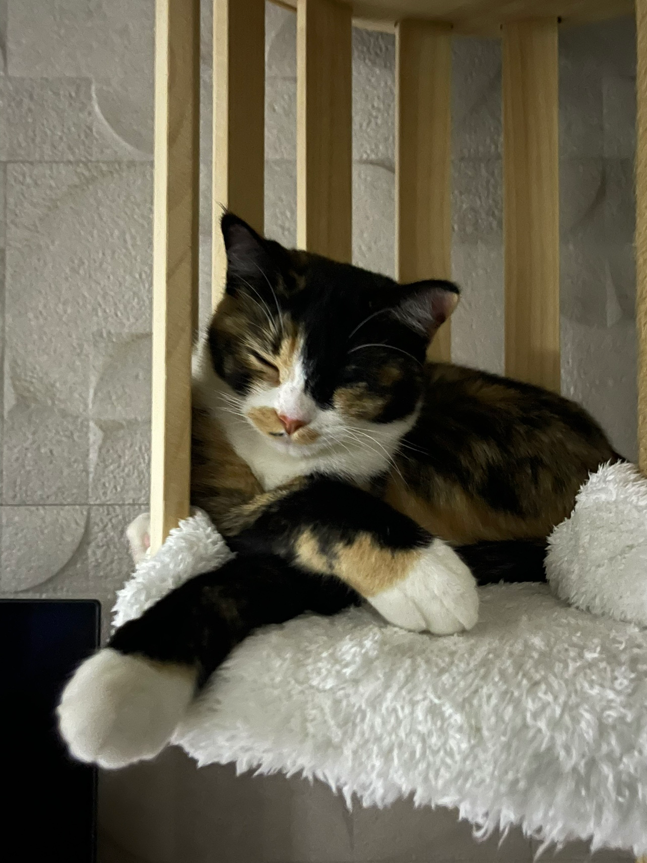 카오스냥이 매력이 너무 넘쳐요!