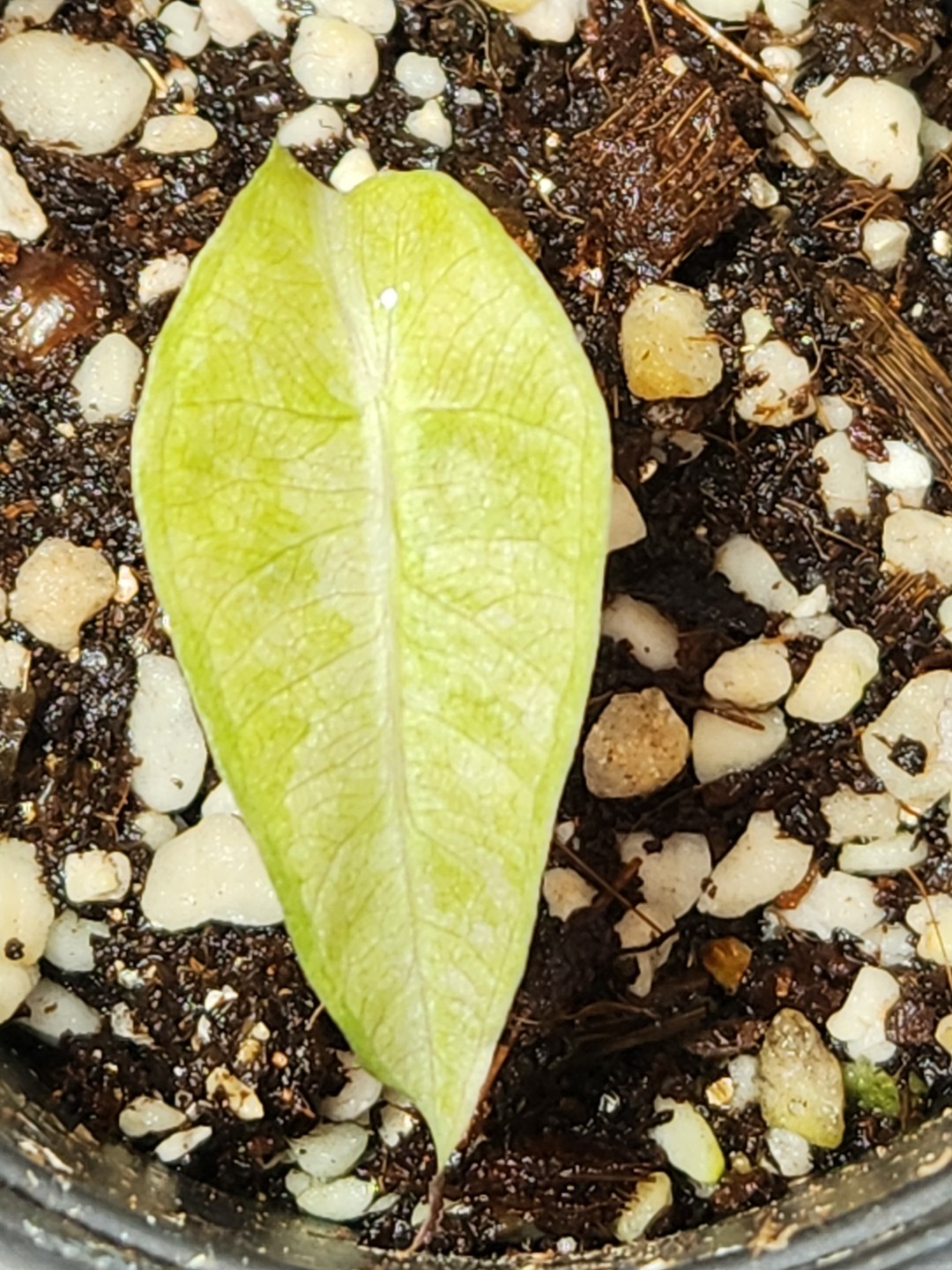 Post image 8