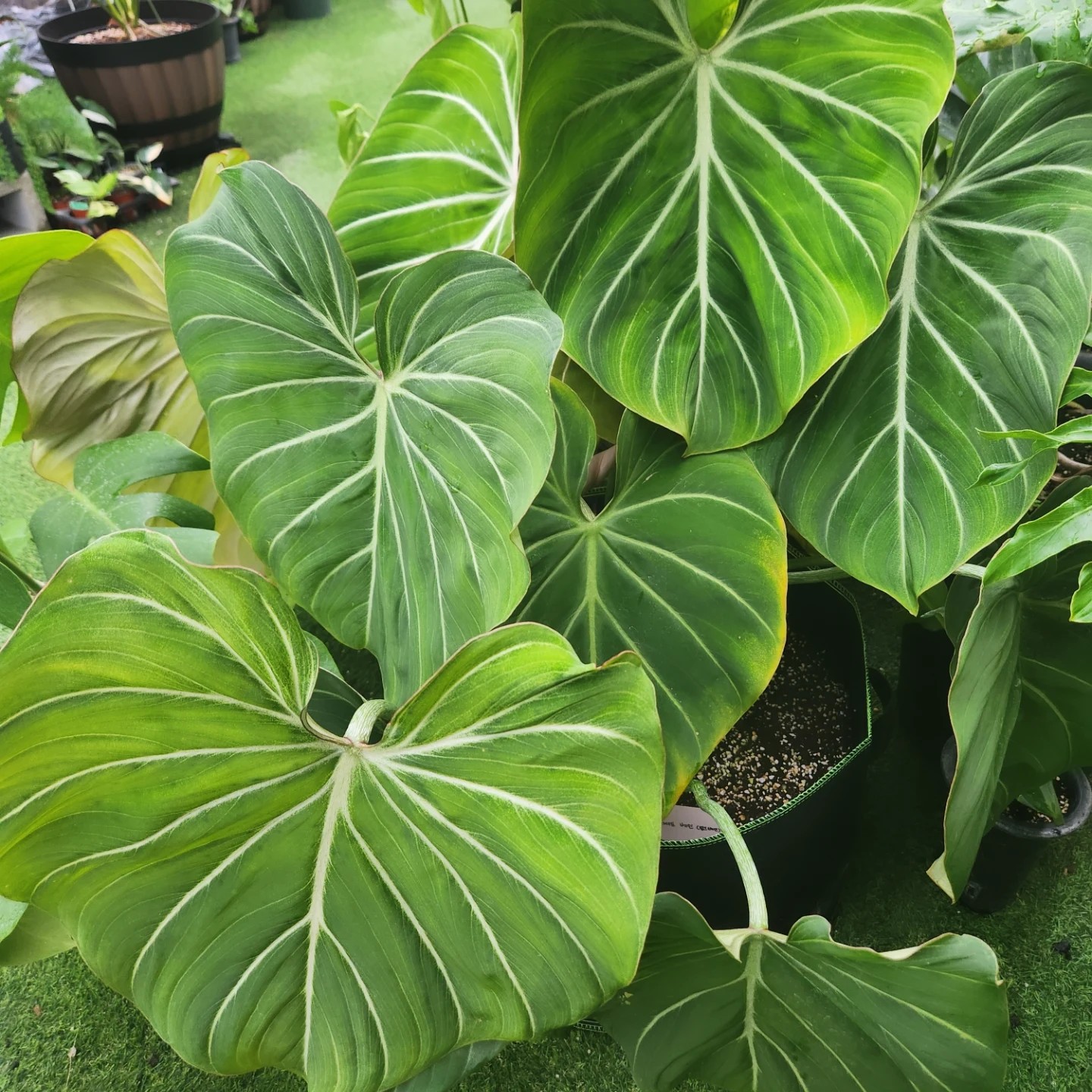 Post image 4