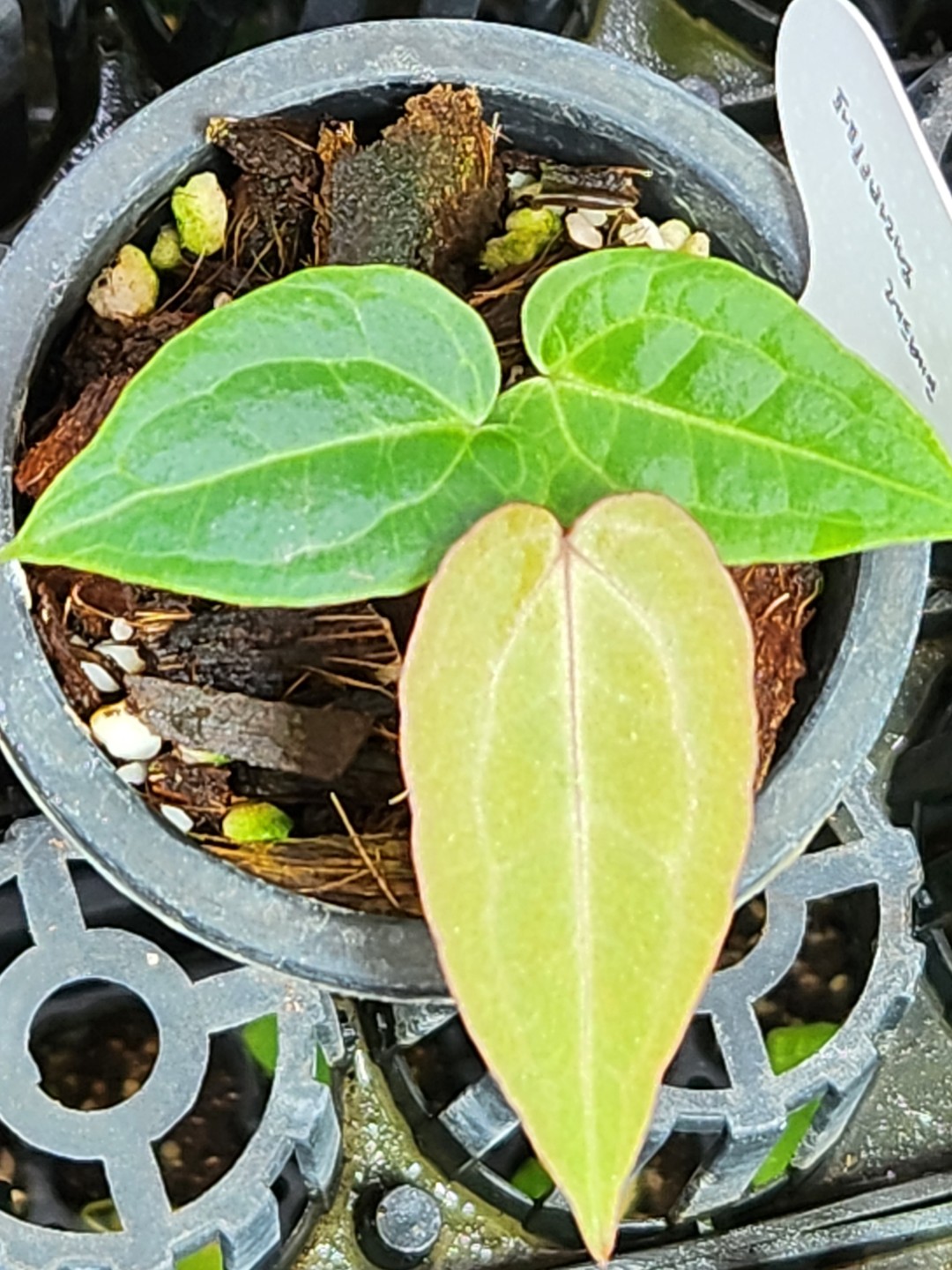 Post image 8