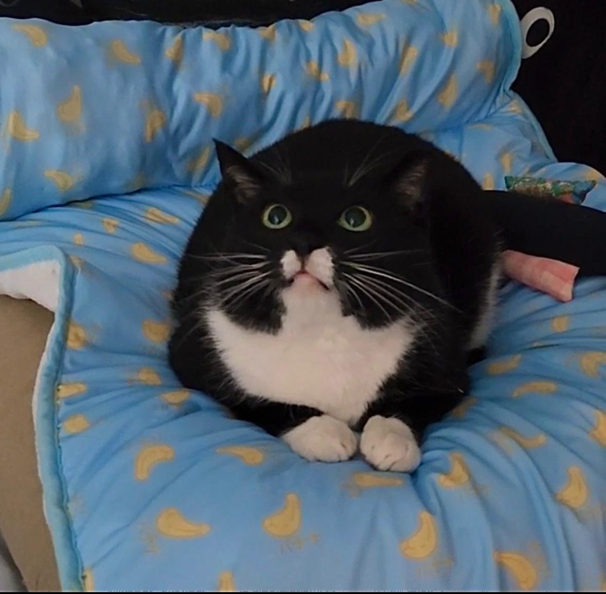 저희집 막내 냥냥이 먼저 자랑하겠습니다!