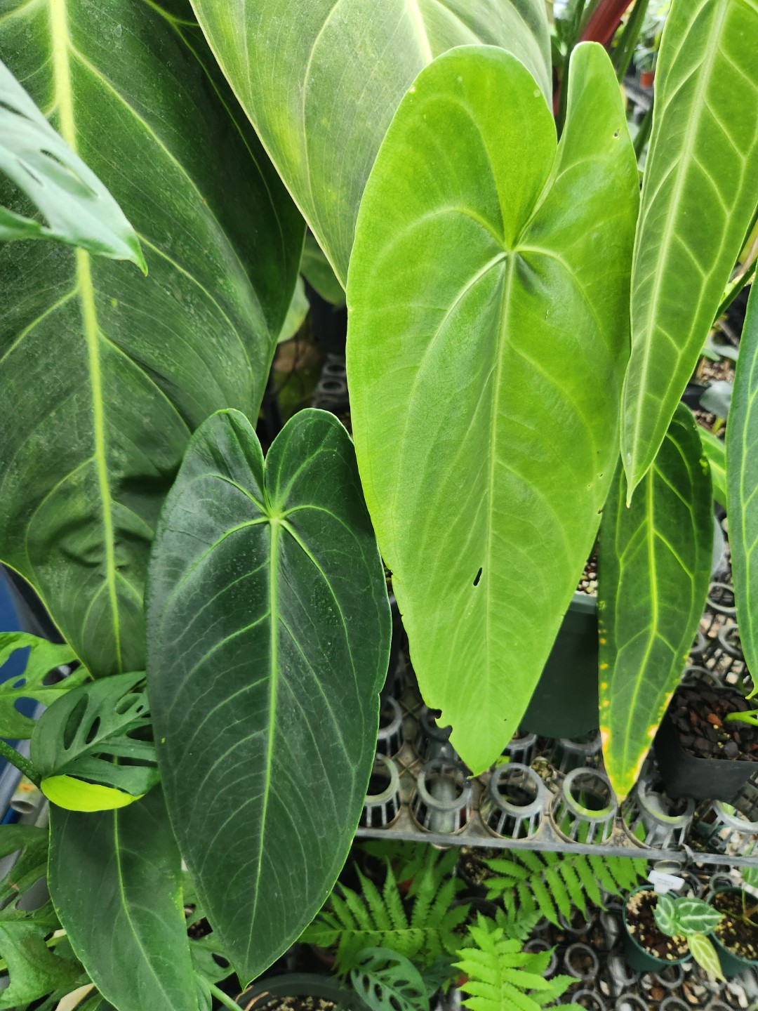 Post image 10