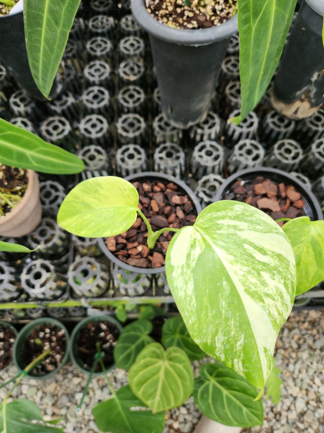 Post image 7