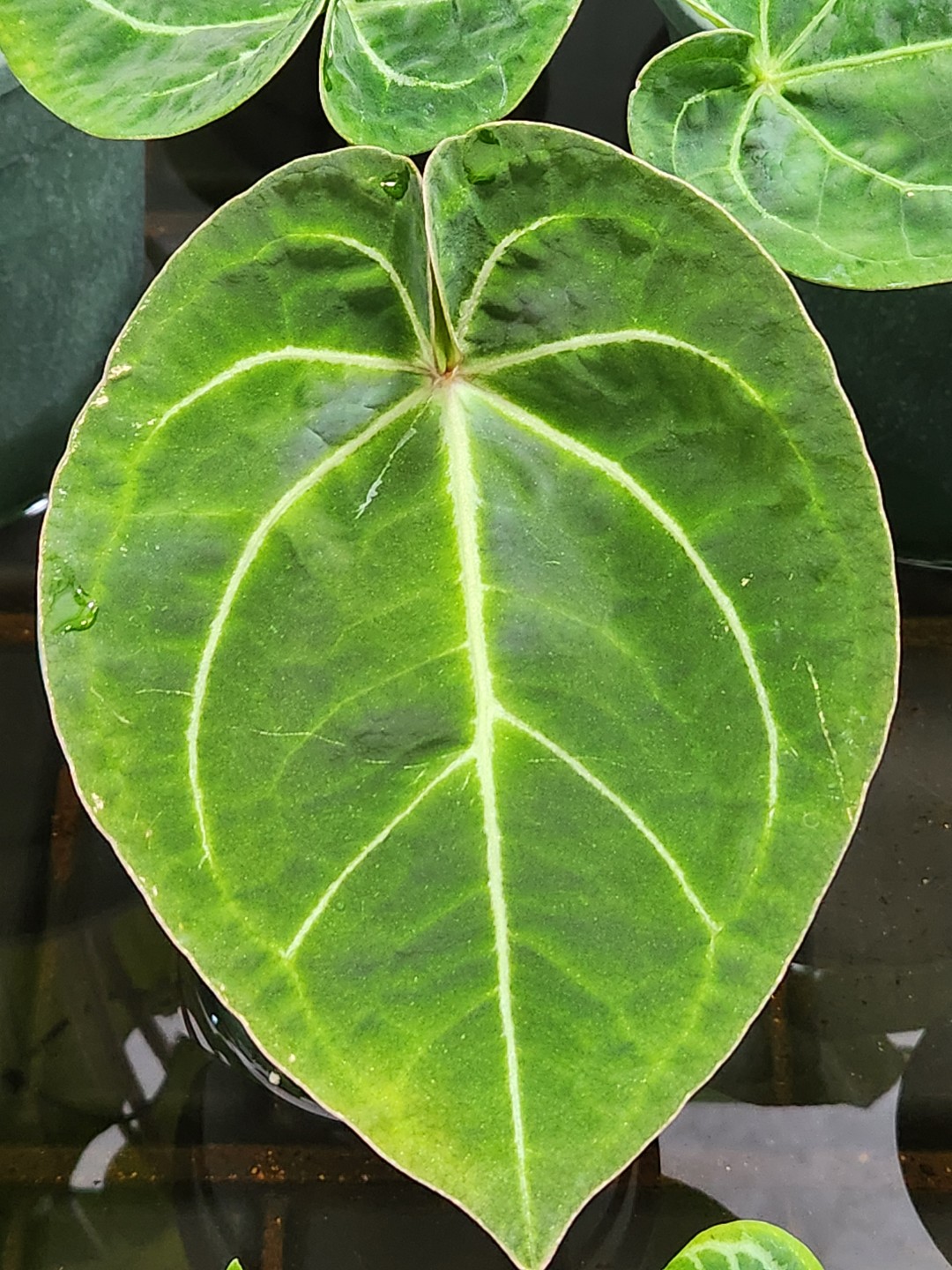 Post image 6
