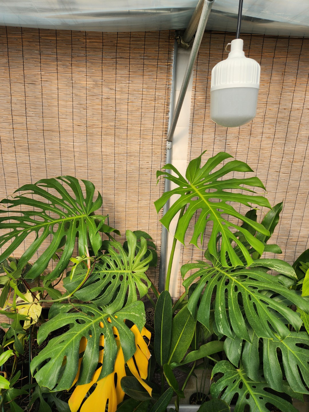 Post image 10