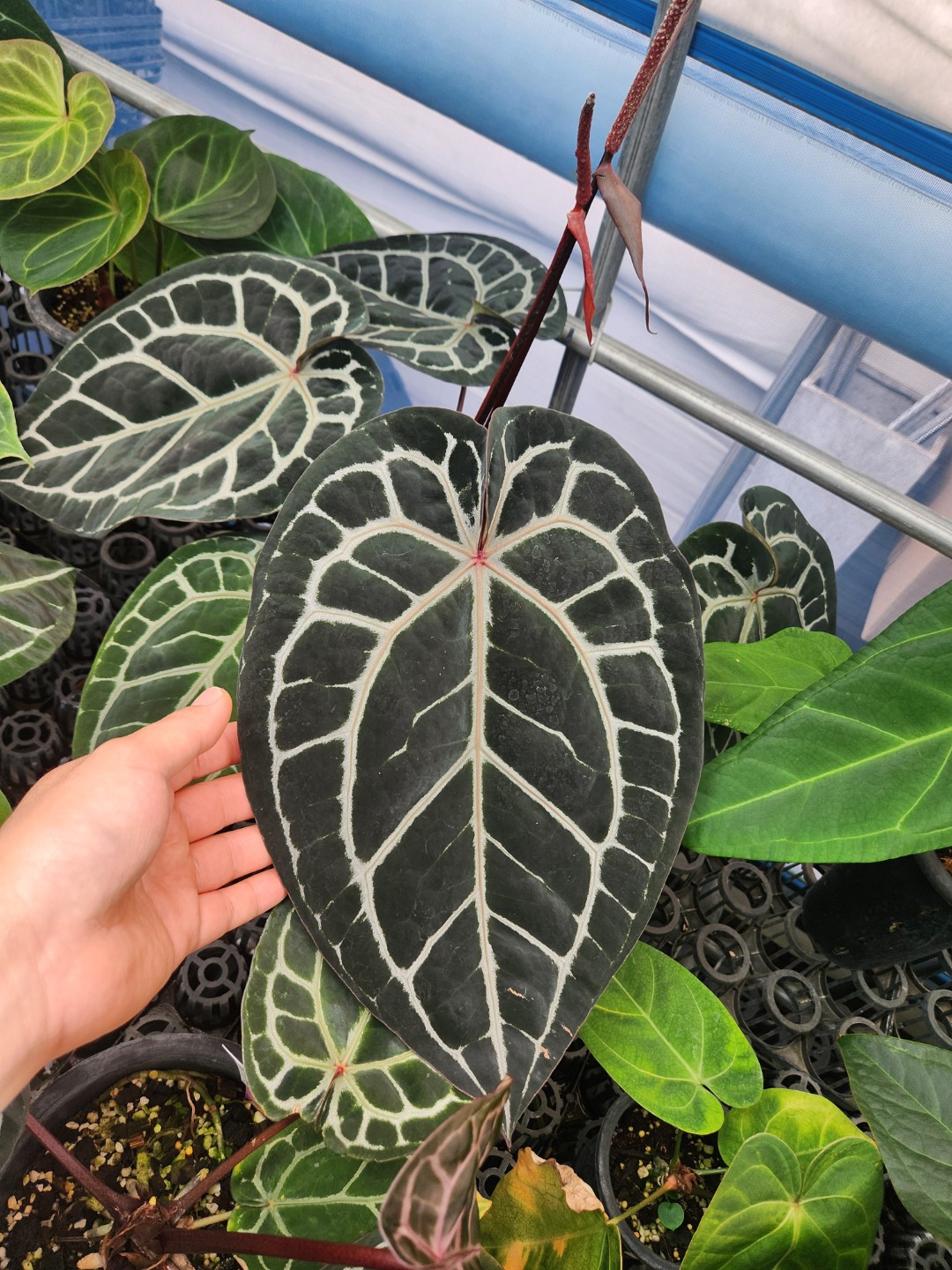 Post image 6