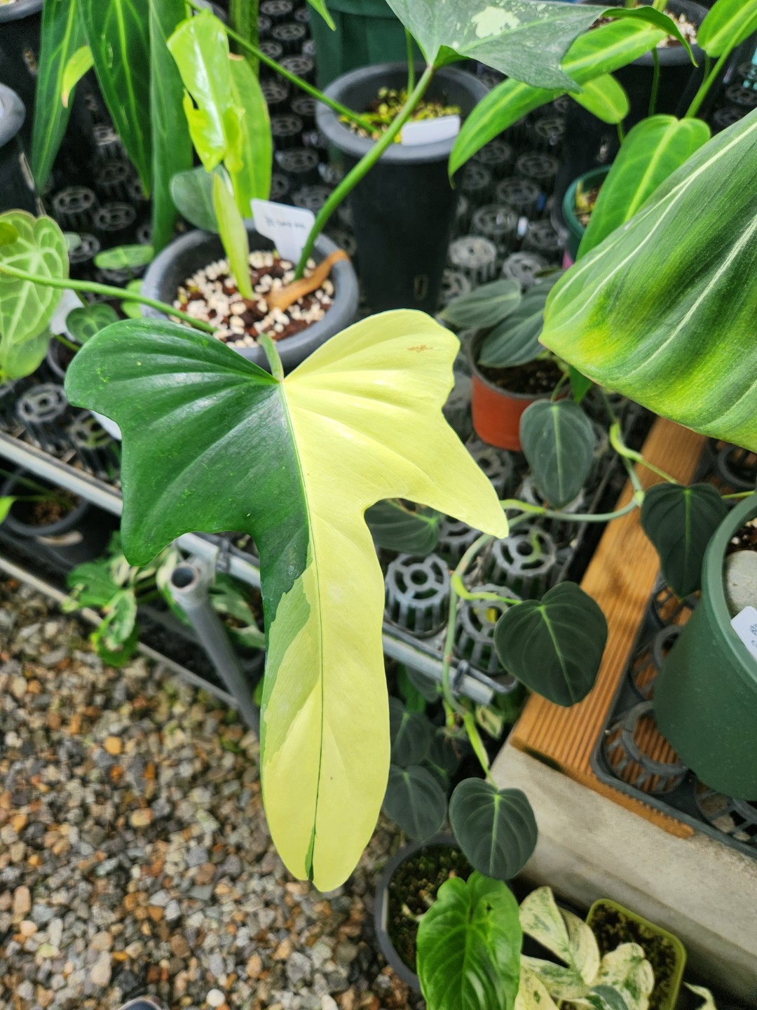 Post image 5