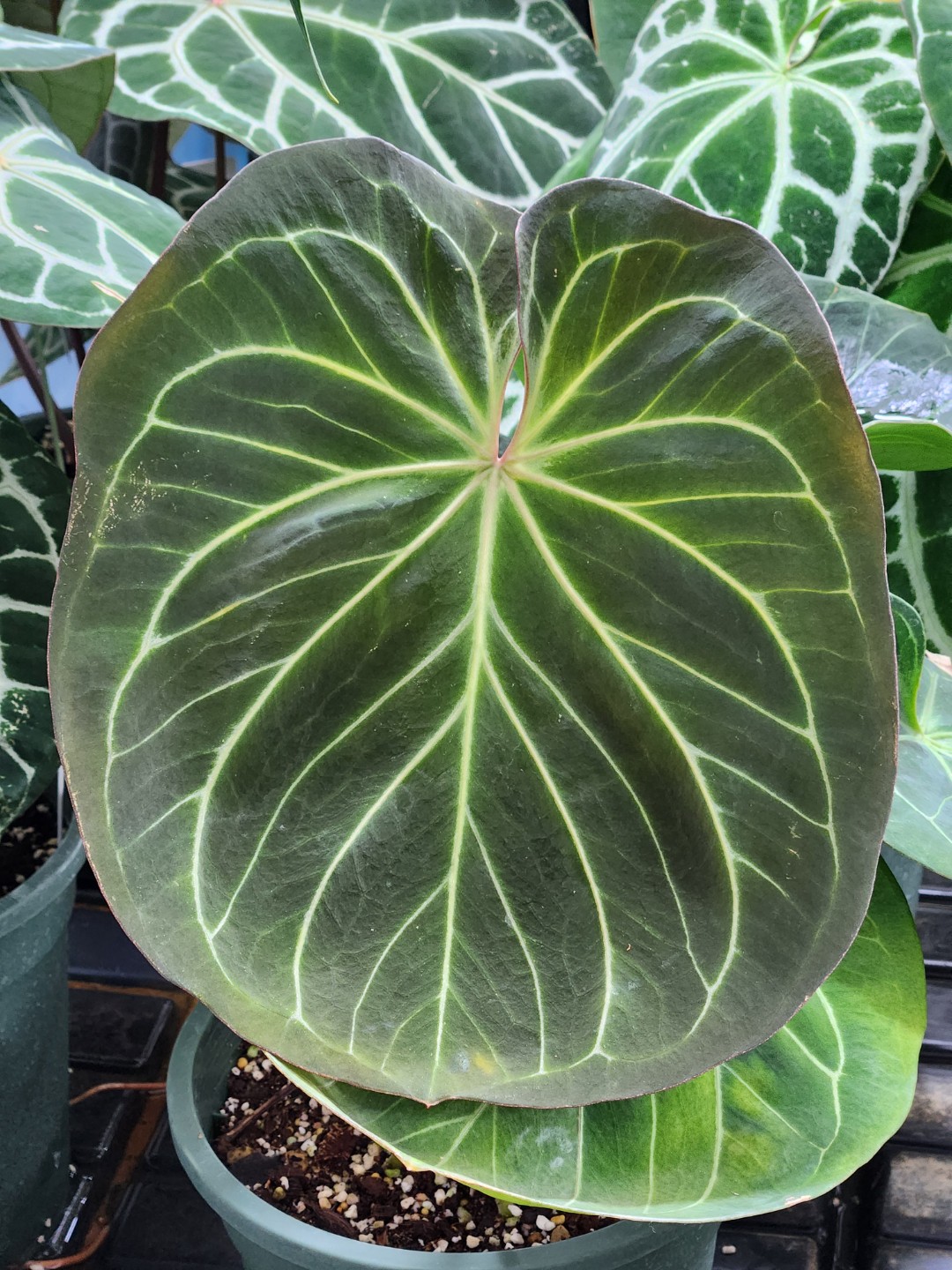 Post image 7