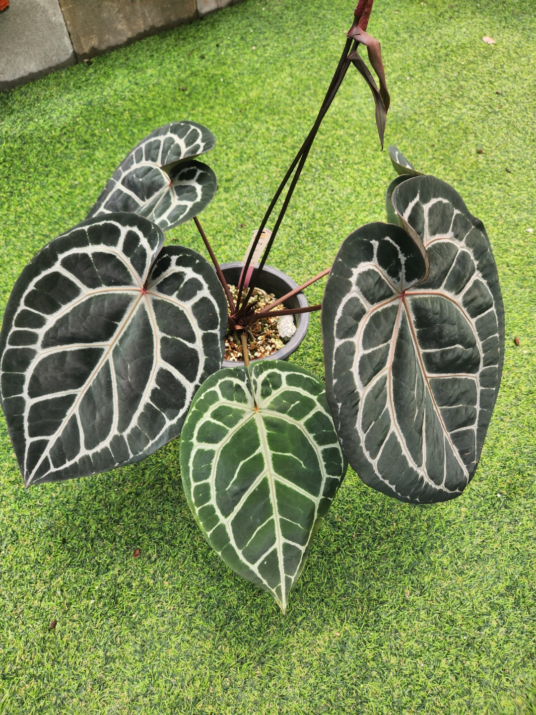 Post image 7