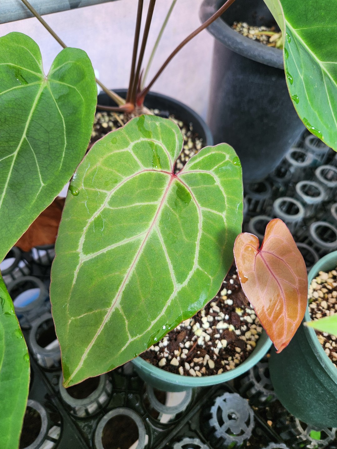 Post image 5
