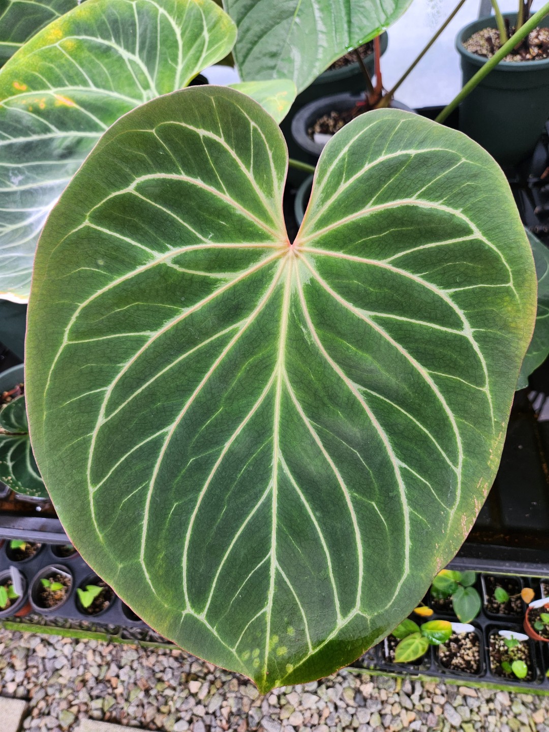 Post image 9