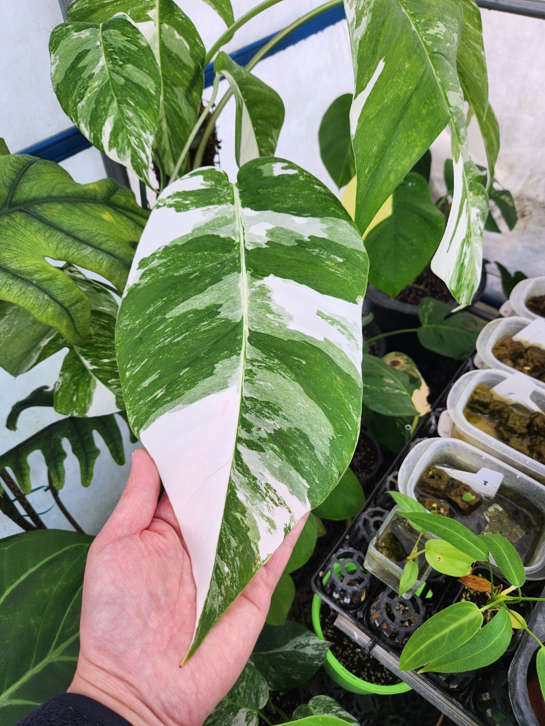 Post image 6