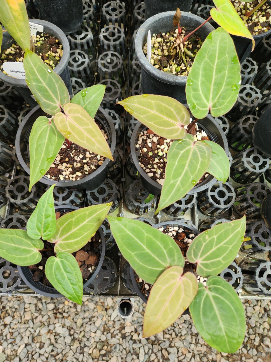 Post image 4