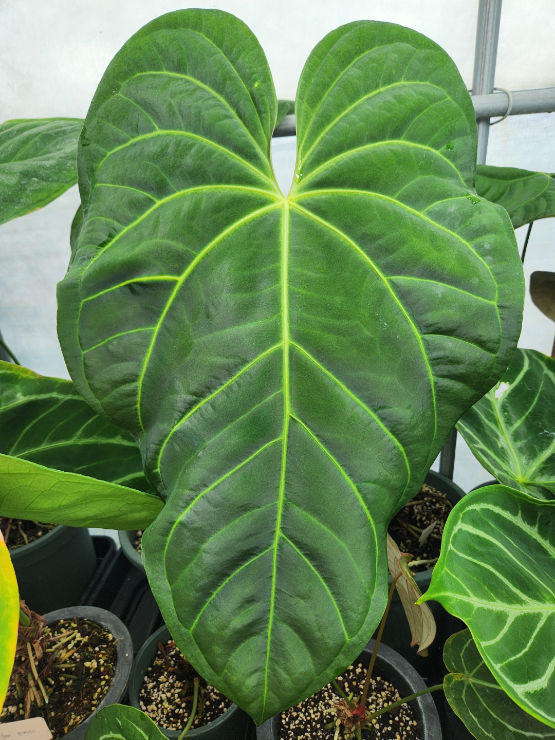 Post image 10