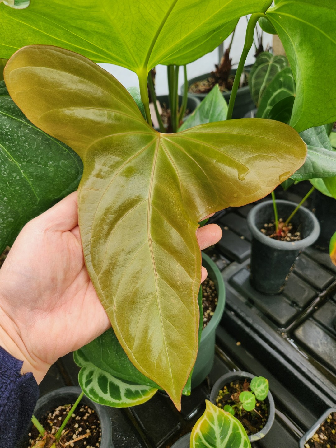 Post image 6