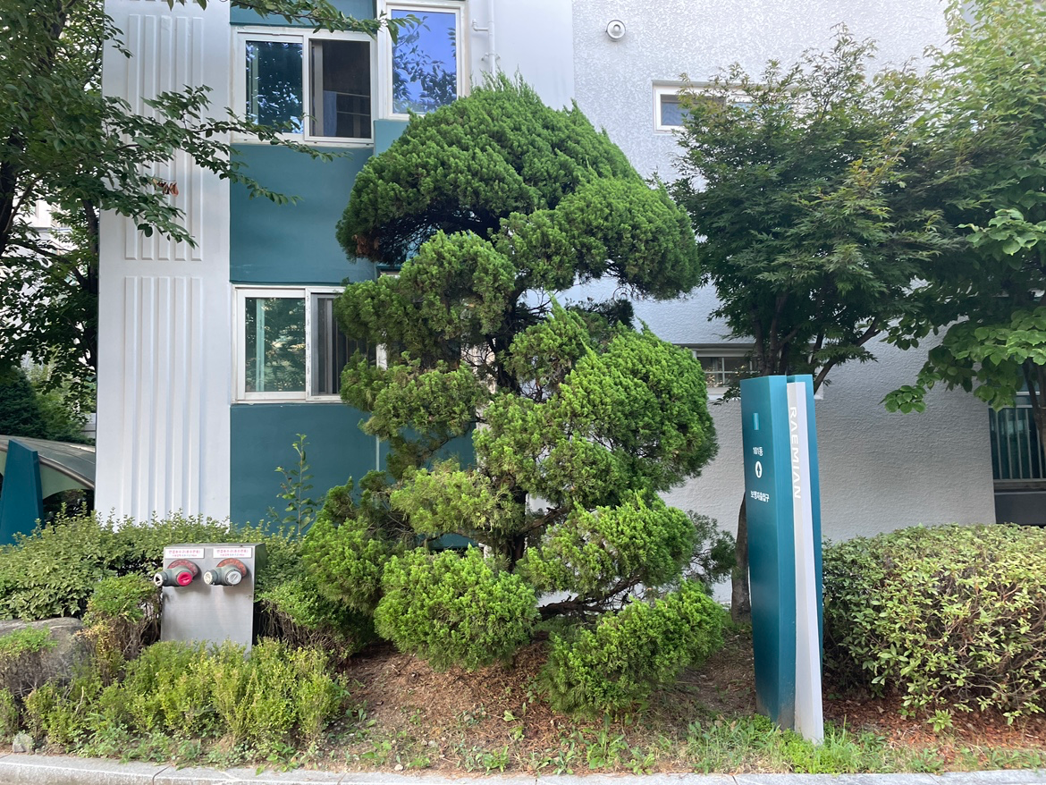 이번 실습에 교보재인 가이즈까 향나무입니다