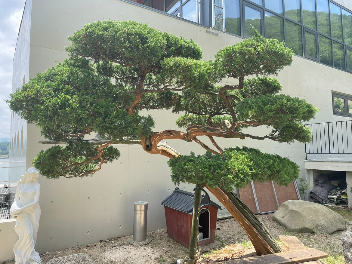 곡선이 예쁜 향나무 입니다