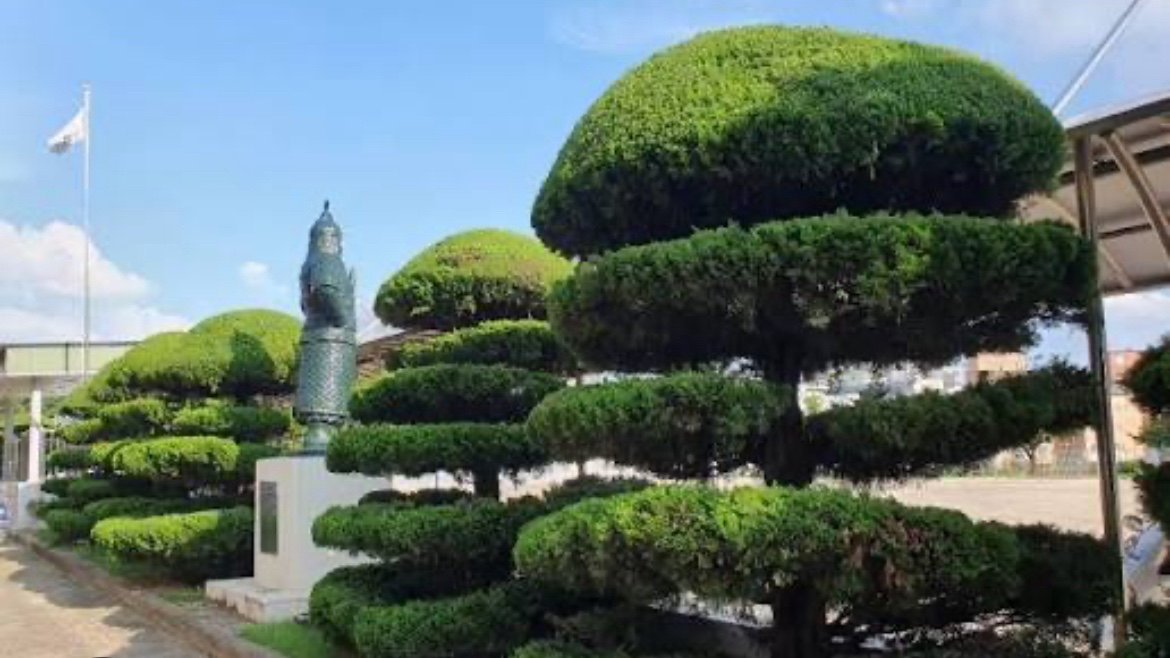 1만원! 가이즈까 향나무 전정 가지치기 함께해요