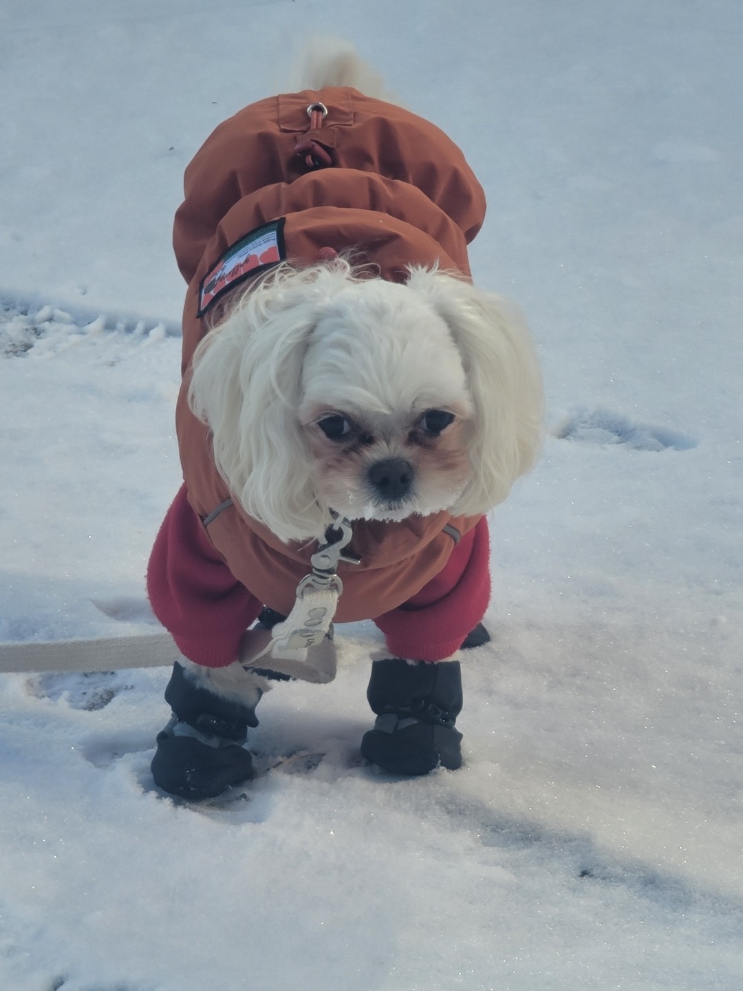 비둘기와 놀고 싶은 보리