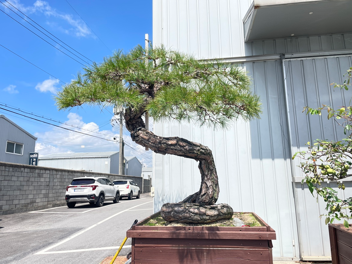 똬리를 튼 모양의 소나무!