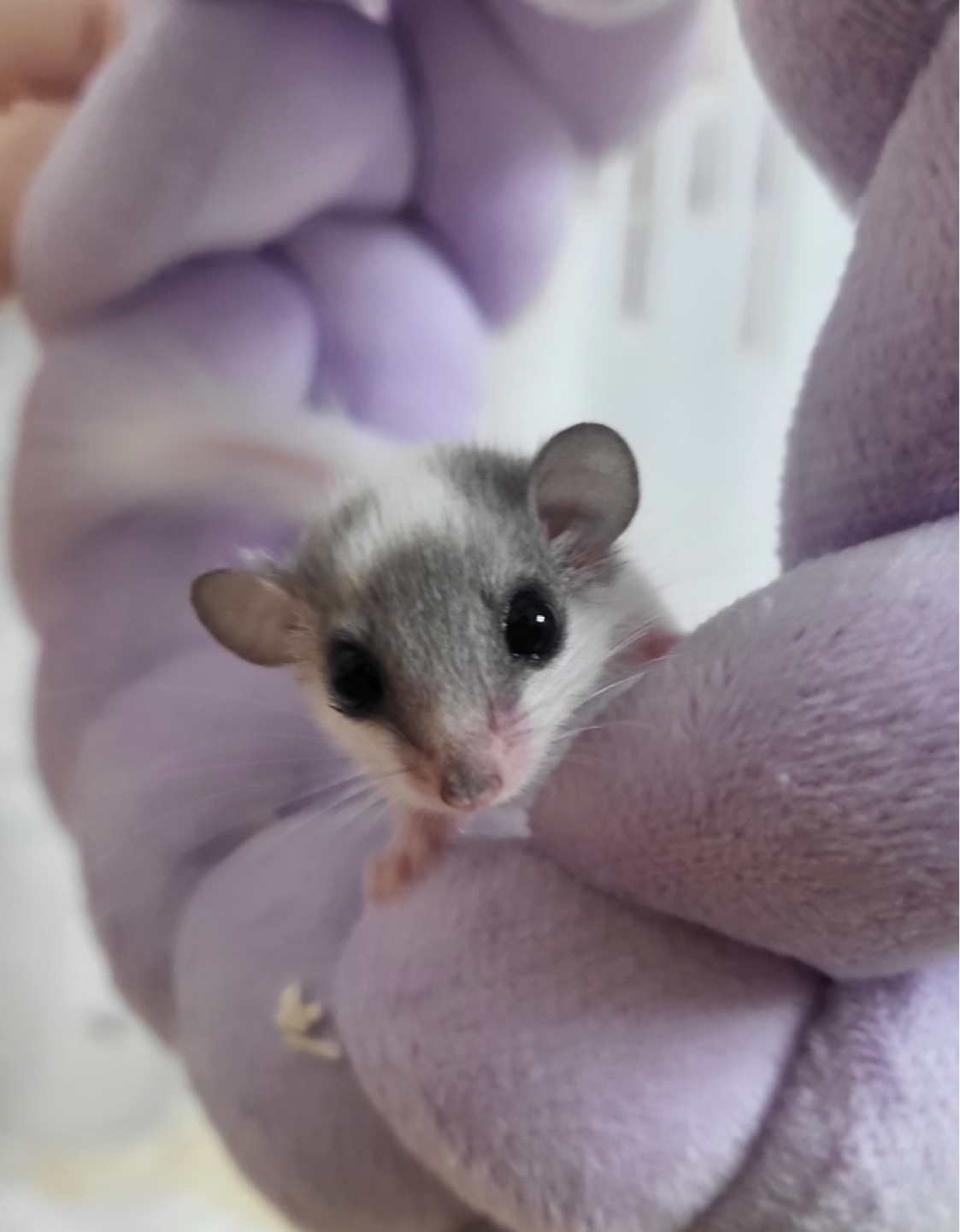 우리 집 피그미가 쳇바퀴 처음 탈때 정말뿌듯했어요 볼때마다 힐링중입니다