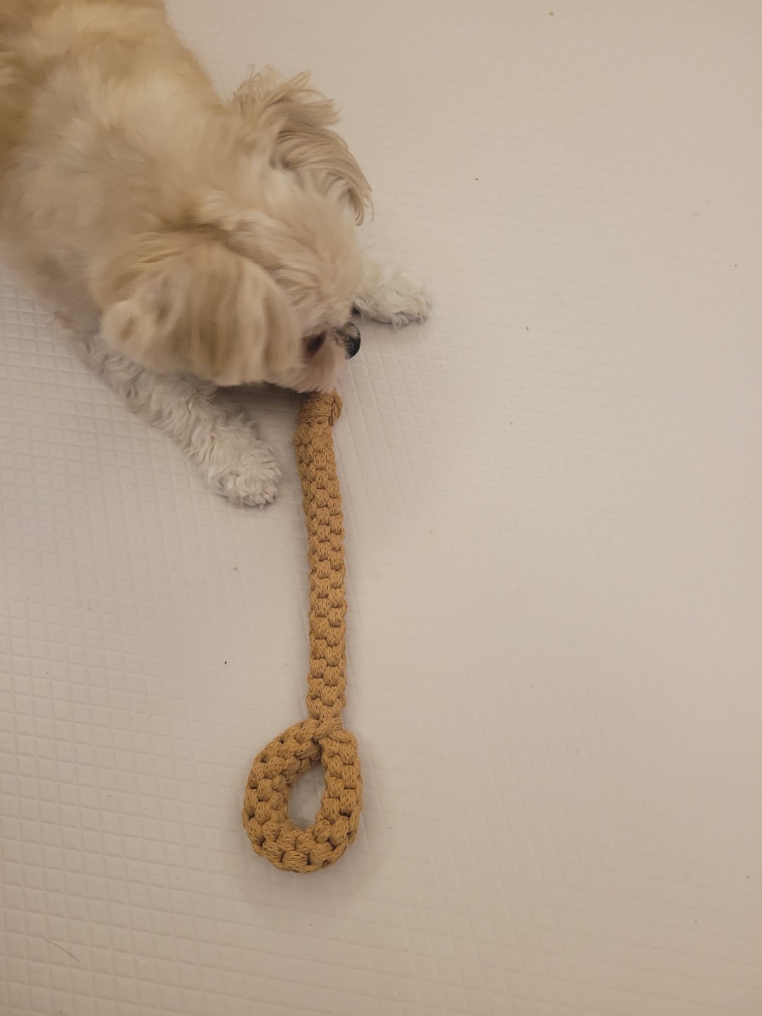 마크라메,코바늘)강아지 장난감 만들기