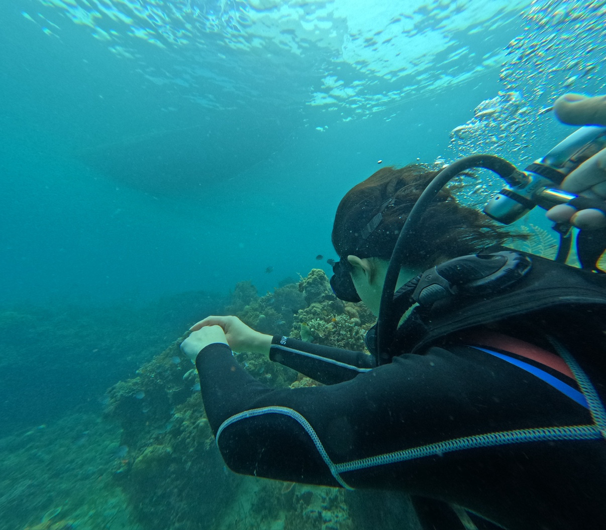 실시간 보홀 다이빙~~