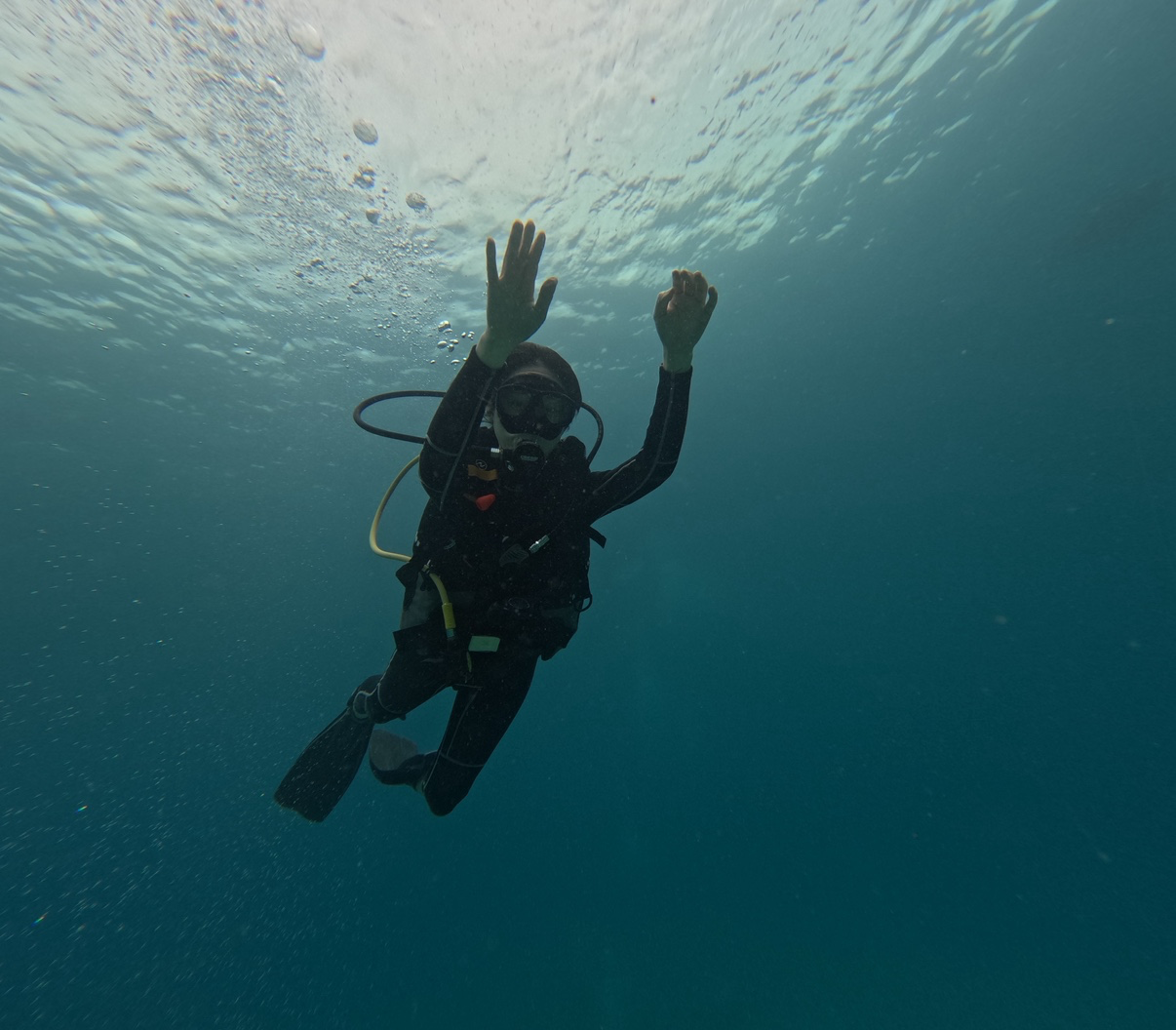 실시간 보홀 다이빙~~