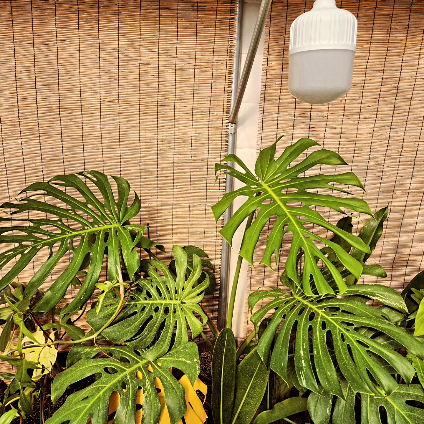 Post image 8