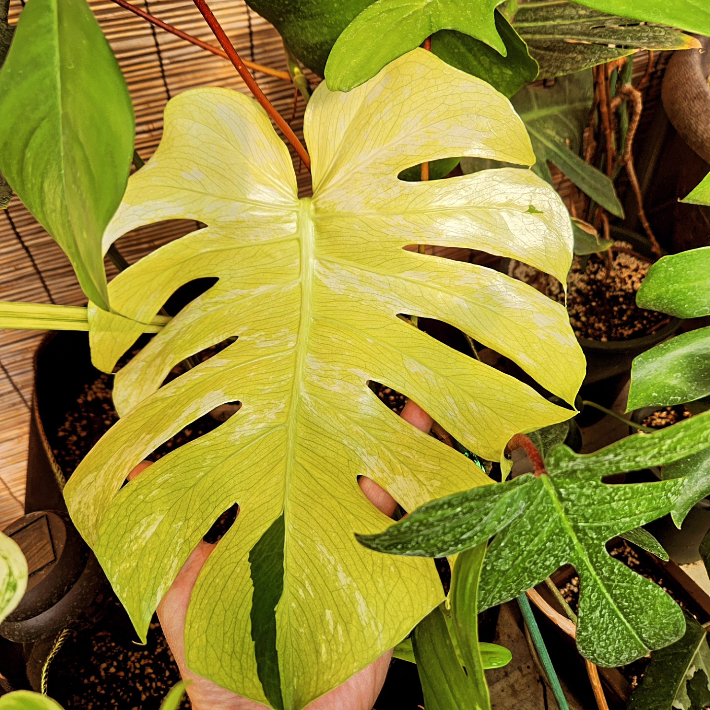 Post image 7