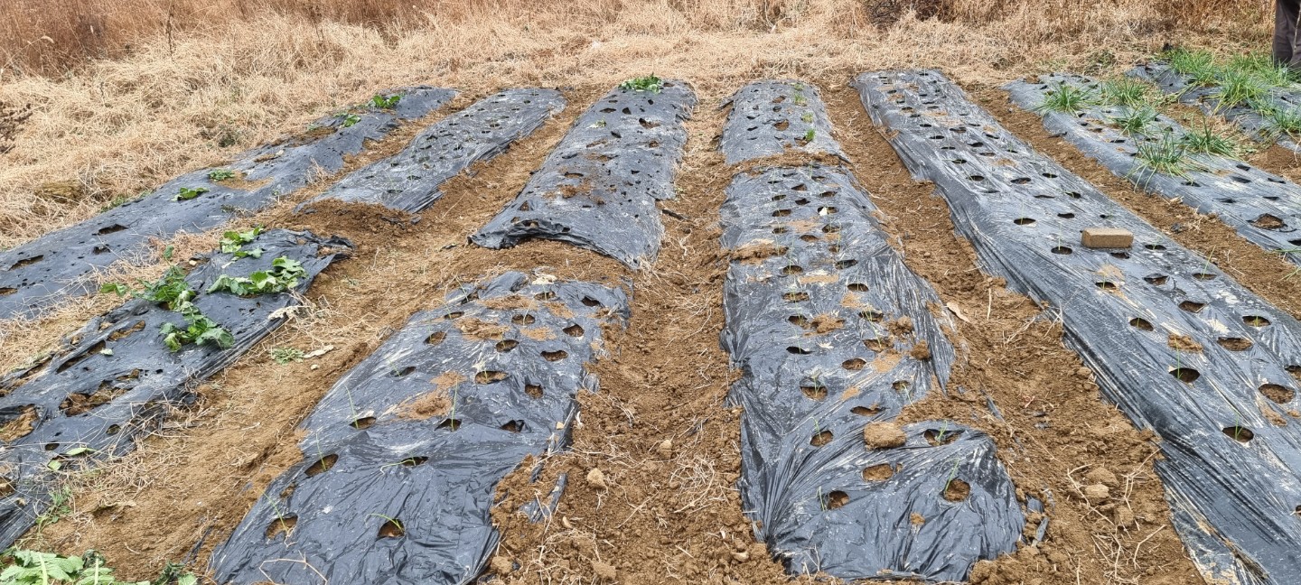 모종이 잘 자라서 물을 줄때