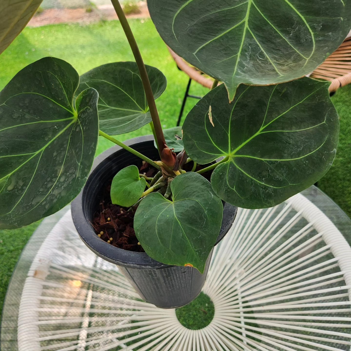 Post image 7