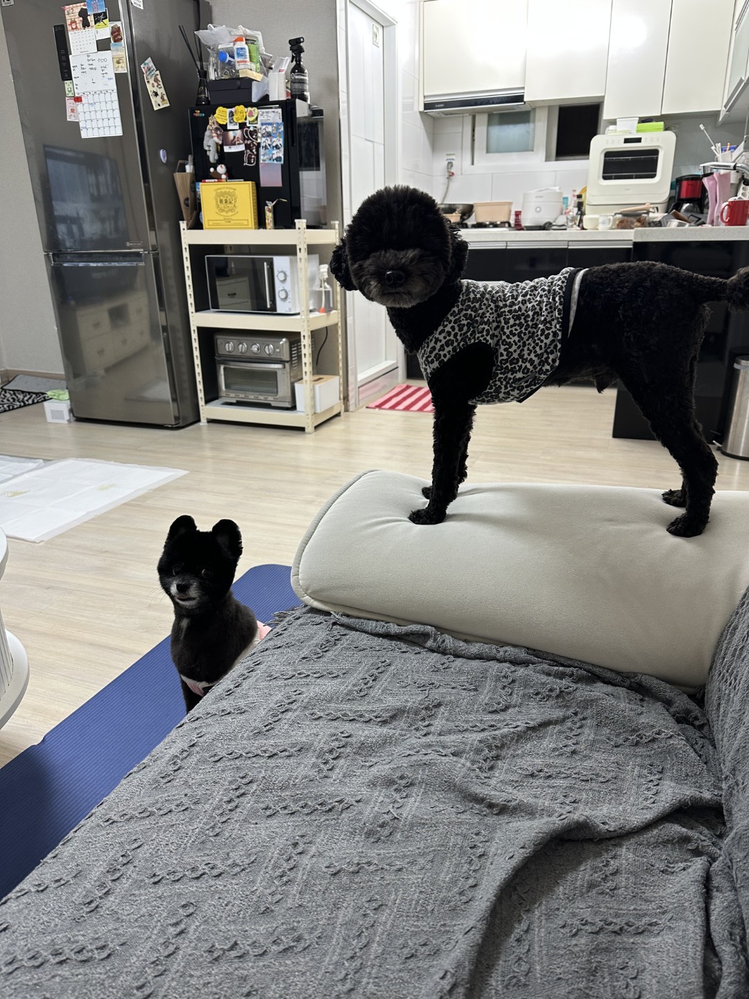 콩이와 오복이입니다🐕