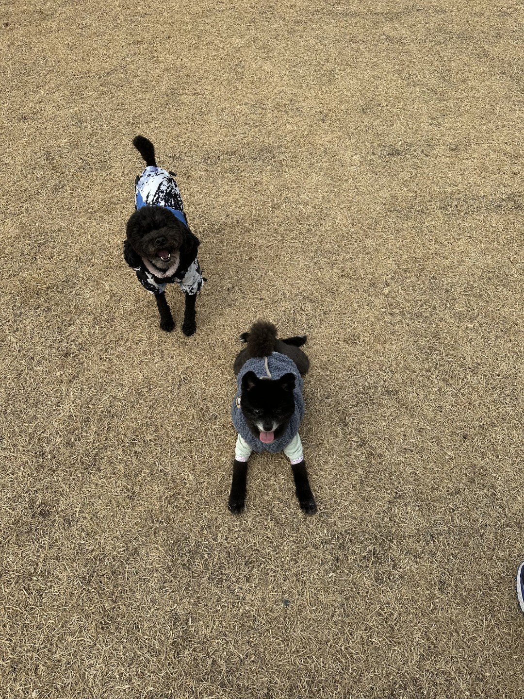 콩이와 오복이입니다🐕